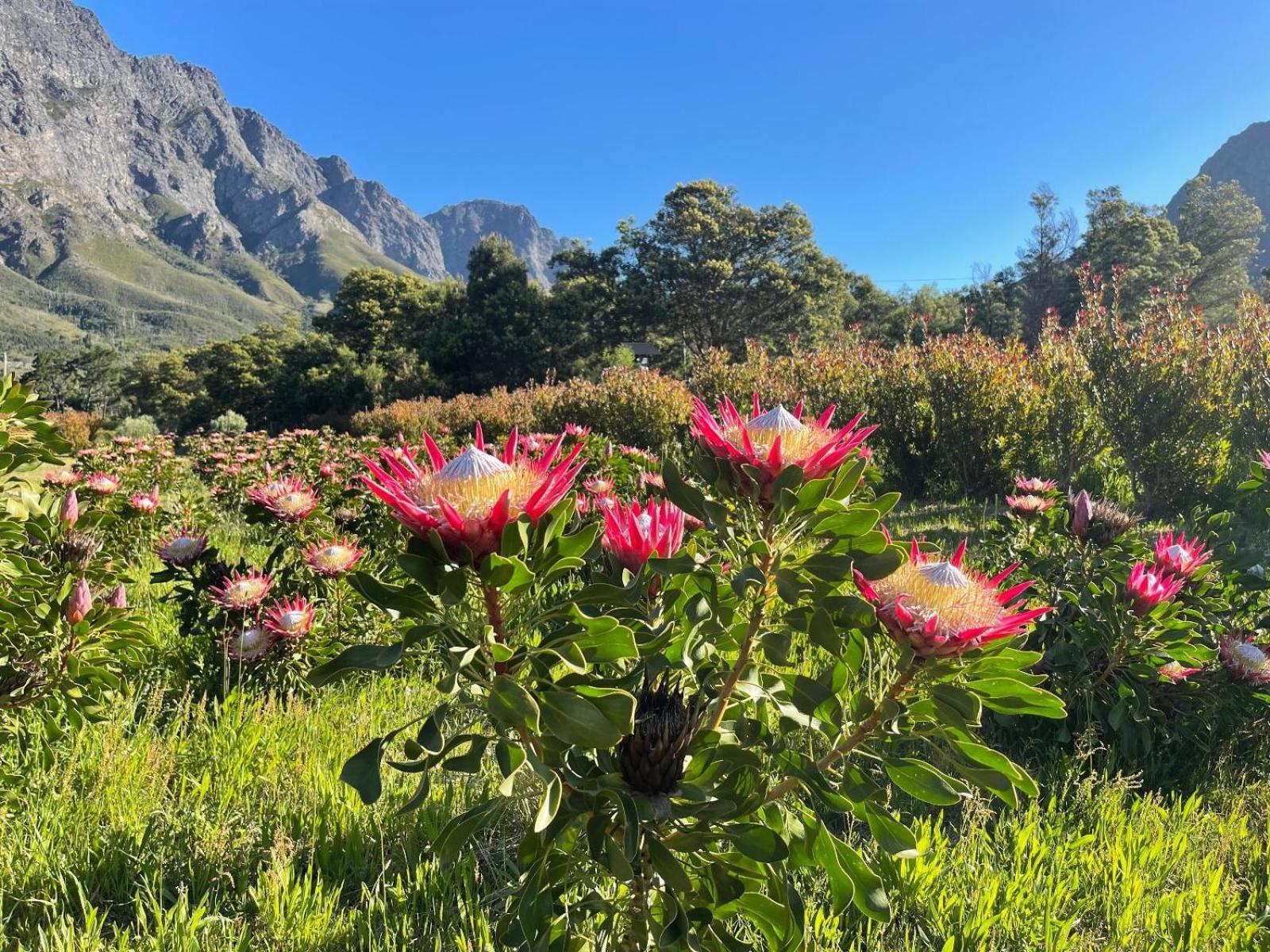 Chambray Estate - The Terraces In The Vines Bed & Breakfast Franschhoek Exterior photo